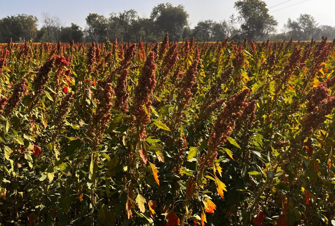 quinoa challenges and opportunities